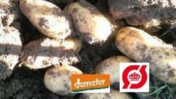 1 kg kartofler, Ditta