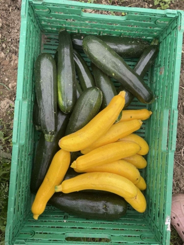 Squash, grøn
