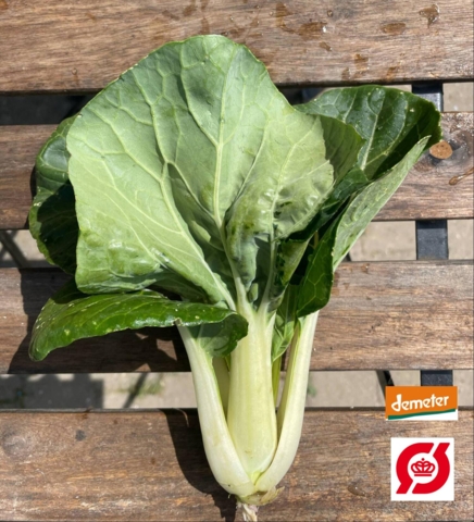 Pak Choi, 1 stk