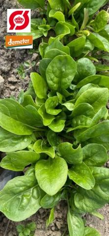 Baby spinat,100 g