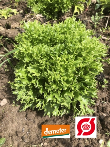 Salathoved, sprød krølsalat