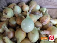 Løg, gule 1 kg