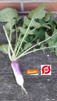 Majroer, 500 g