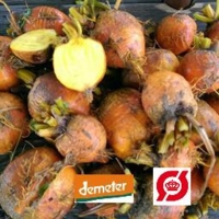 Rødbeder, gule 500 g
